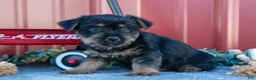 Yorkshire Terrier dogs for sale: Tip - Ad 2