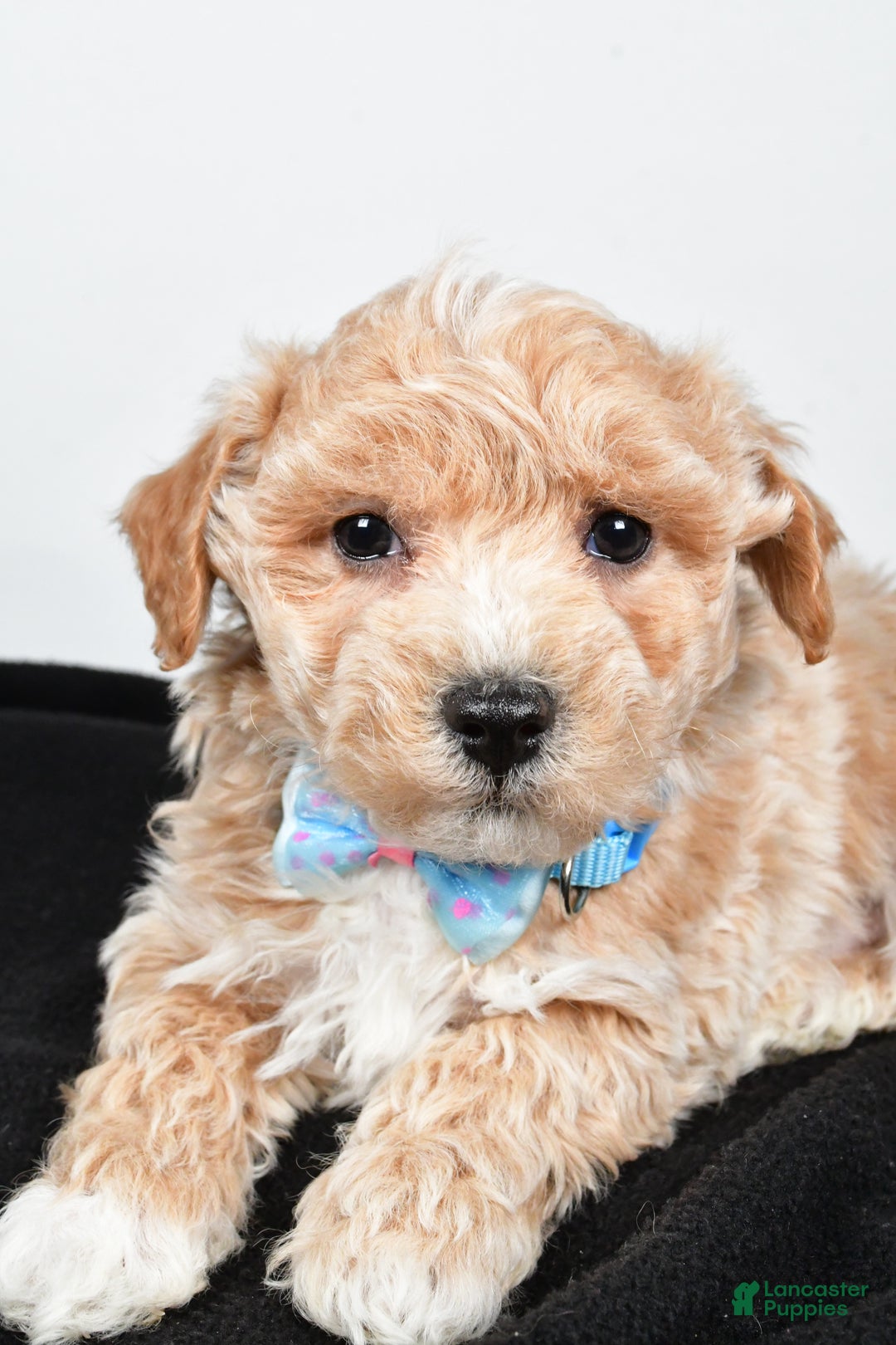 Maltipoo dogs for sale: Jeff - Ad 3