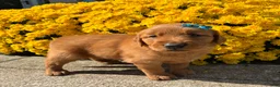 Golden Retriever dogs for sale: Rusty - Ad 5