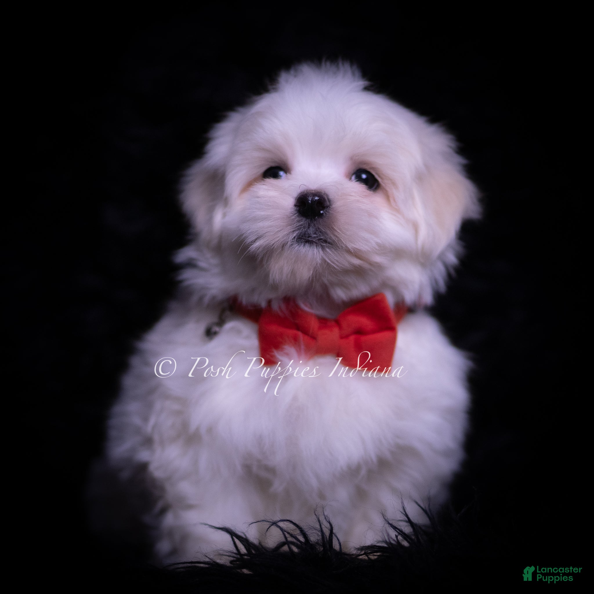 Maltese dogs Zippy - Ad 2