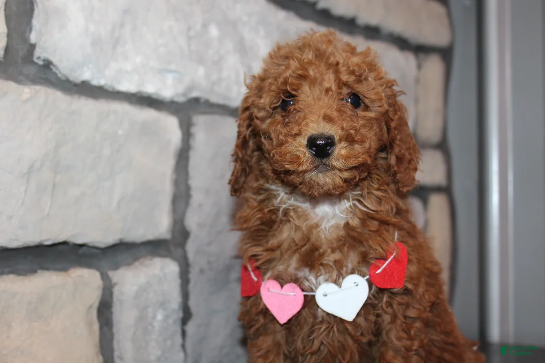 Miniature Poodle dogs for sale: AKC Piper - Ad 8
