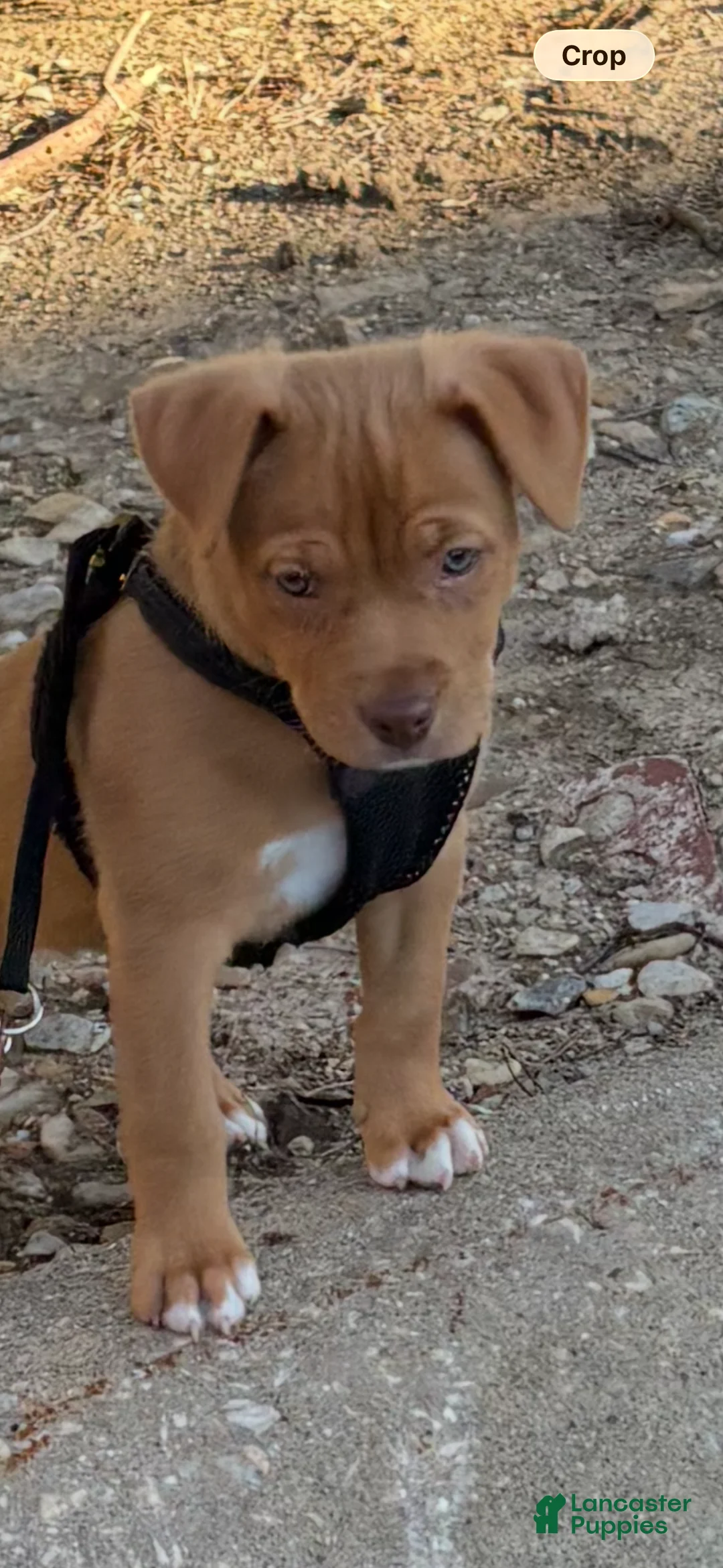 Mixed Breed dogs for sale: Mixed Breed Puppy  - Ad 2