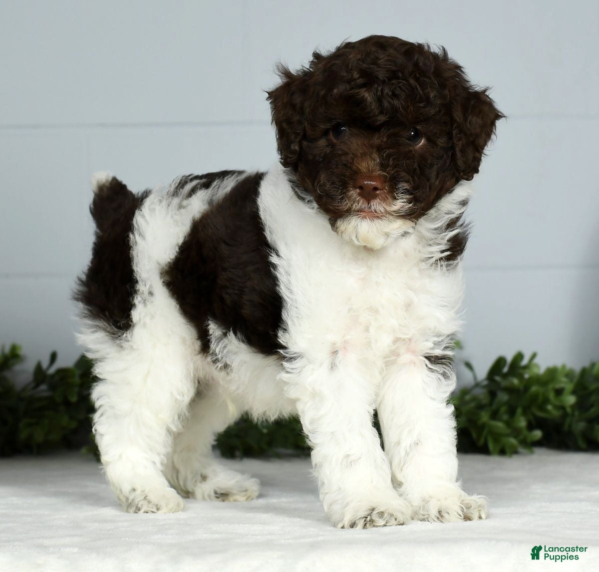 Miniature Poodle dogs Jamin - Ad 40