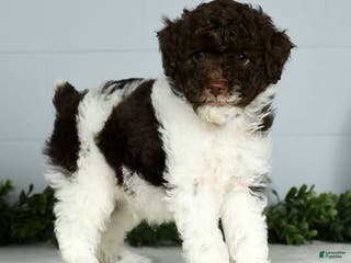 Miniature Poodle dogs Jamin - Ad 26