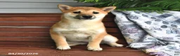 Shiba Inu dogs for sale: Dolly - Ad 3
