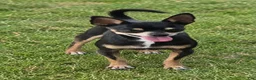 Chihuahua dogs for sale: Debras blk tan boy. Hand Delivery  - Ad 8
