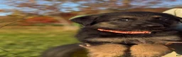 German Shepherd dogs for sale: Pink Collar - Ad 2