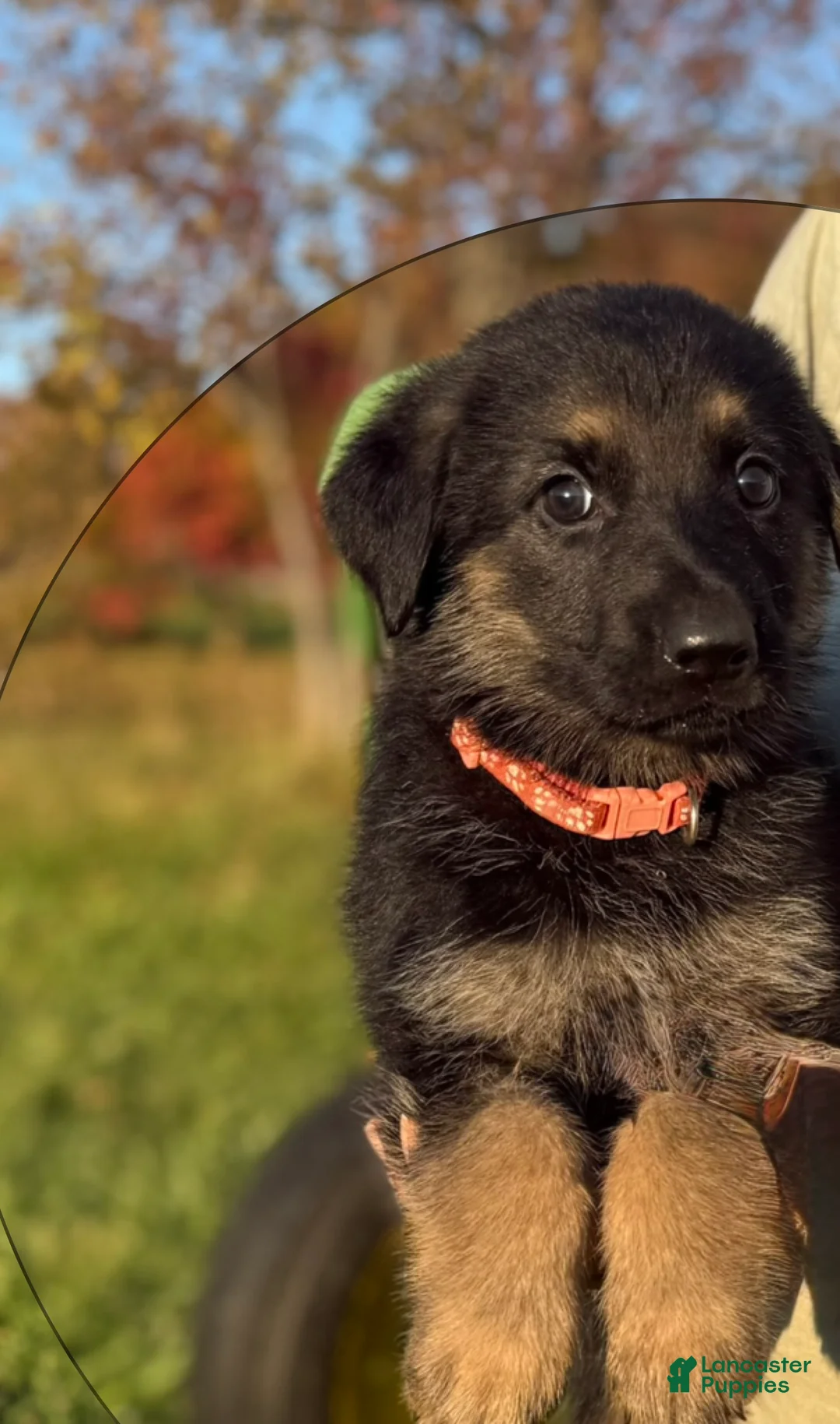 German Shepherd dogs for sale: Pink Collar - Ad 2