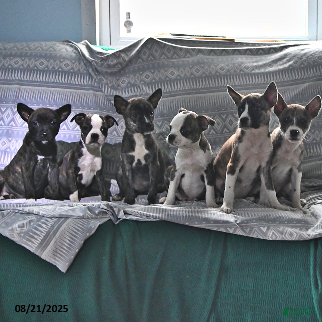 Other breed dogs for sale: Buck - Ad 13