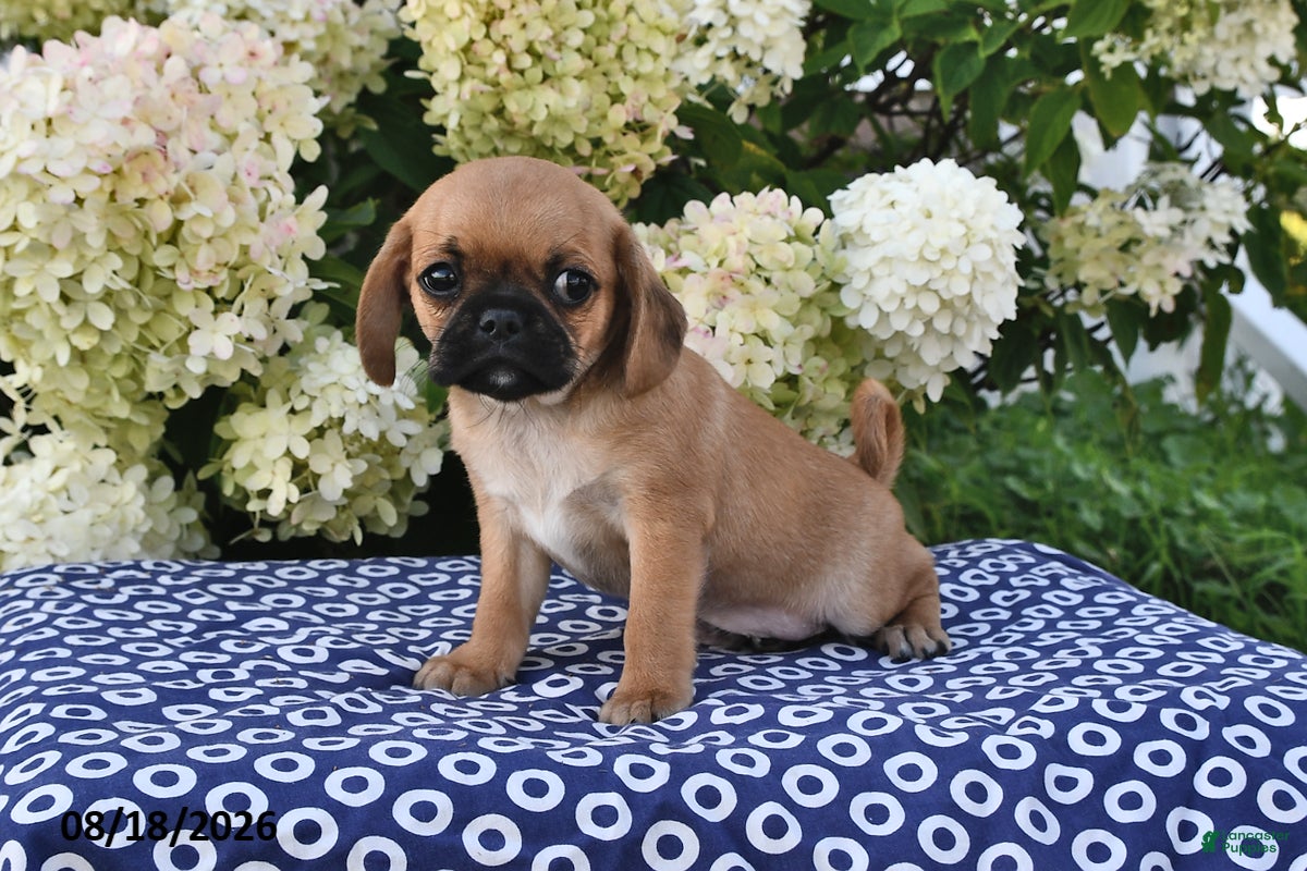 Mixed Breed dogs Charlie - Ad 2