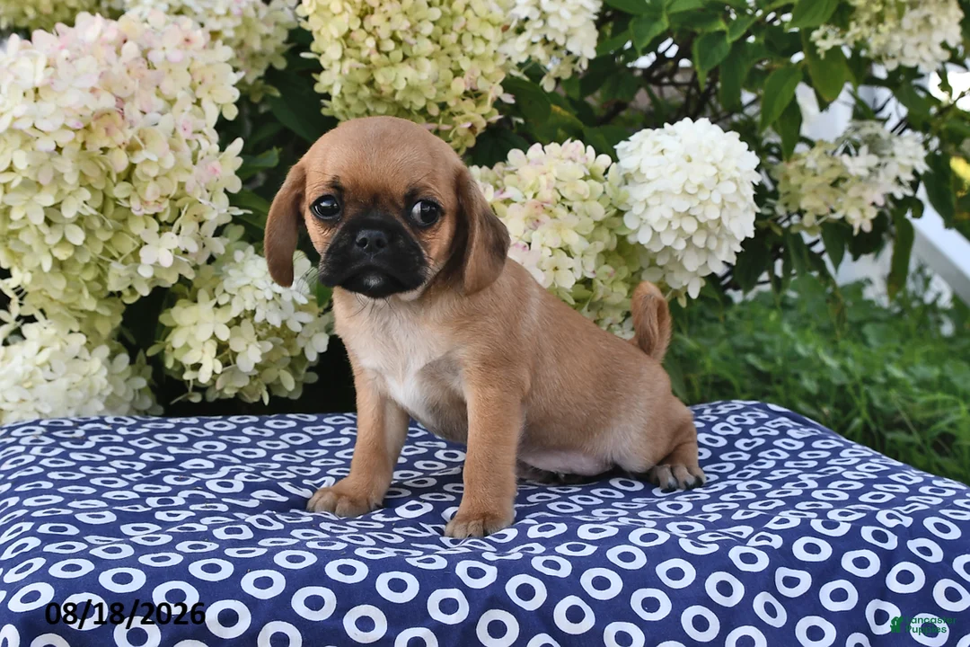 Mixed Breed dogs for sale: Charlie - Ad 2