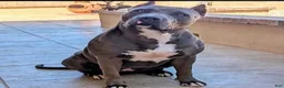 American Bully dogs for sale: American Bully Male - Ad 10