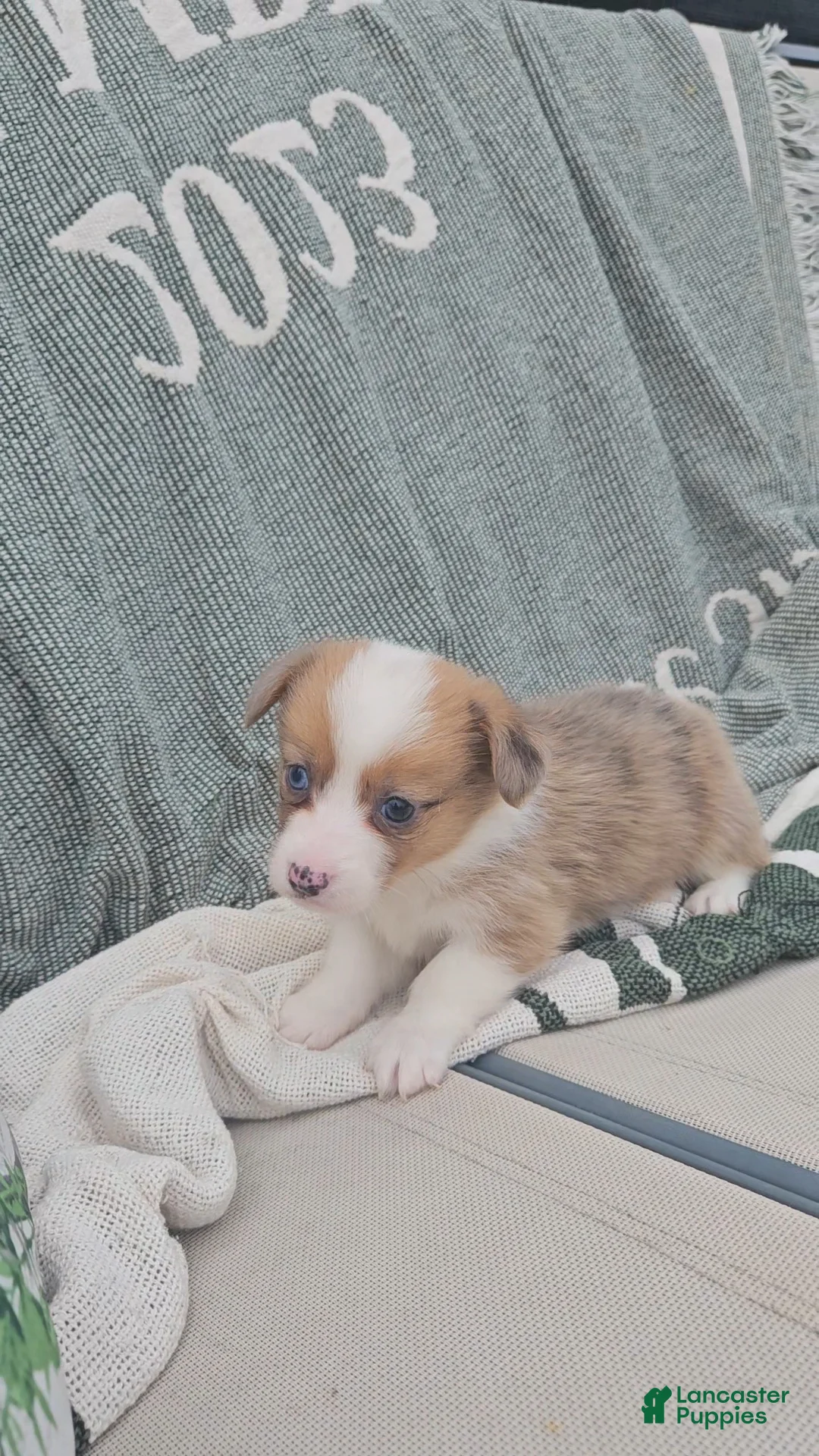 Mixed Breed dogs for sale: Remi - Ad 6