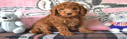 Mini Goldendoodle dogs for sale: Commet - Ad 4