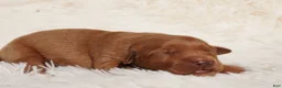 Golden Retriever dogs for sale: Daisy -AKC, Genetically Clear - Ad 23