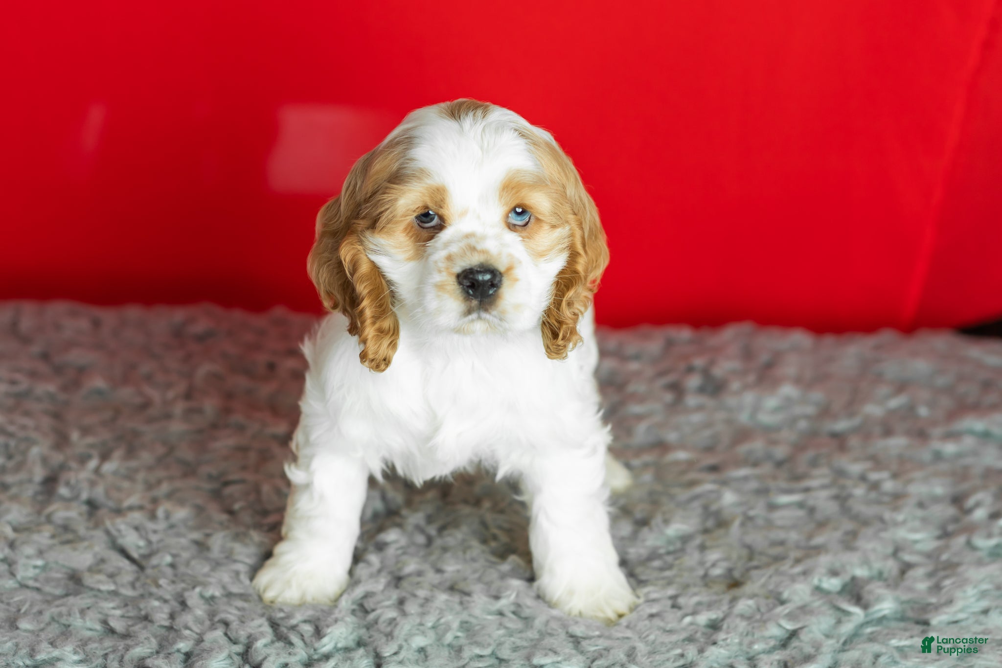 Cocker Spaniel dogs Gibson - Ad 37