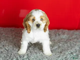 Cocker Spaniel dogs Gibson - Ad 31