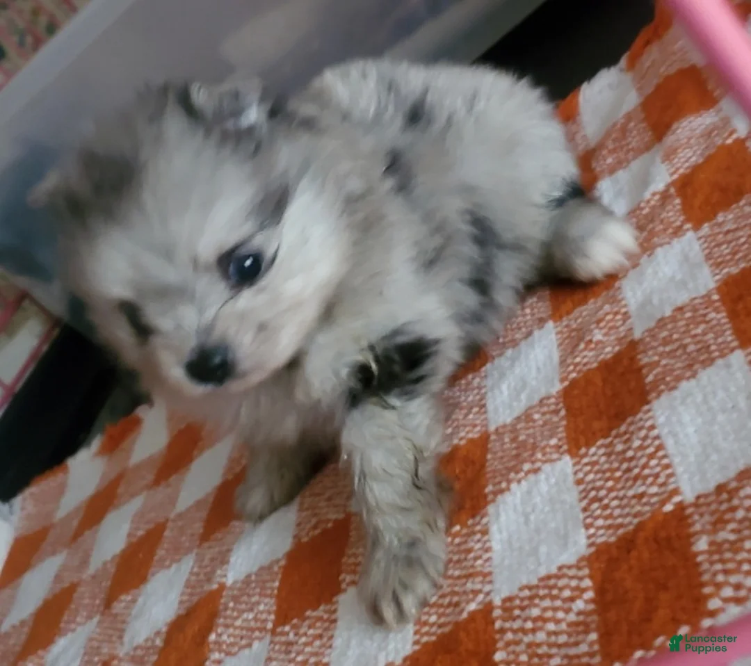 Pomeranian dogs for sale: Sir - Ad 7