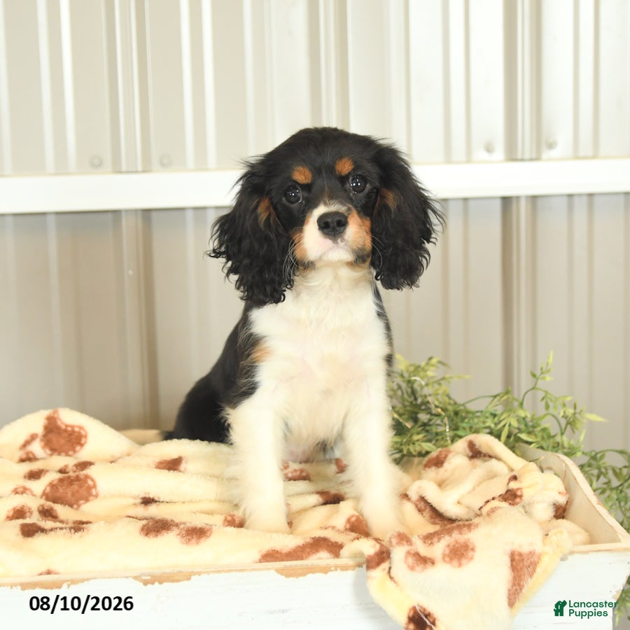 Cavalier King Charles Spaniel dogs Kira - Ad 2
