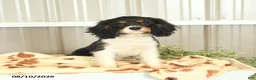 Cavalier King Charles Spaniel dogs for sale: Kira - Ad 2