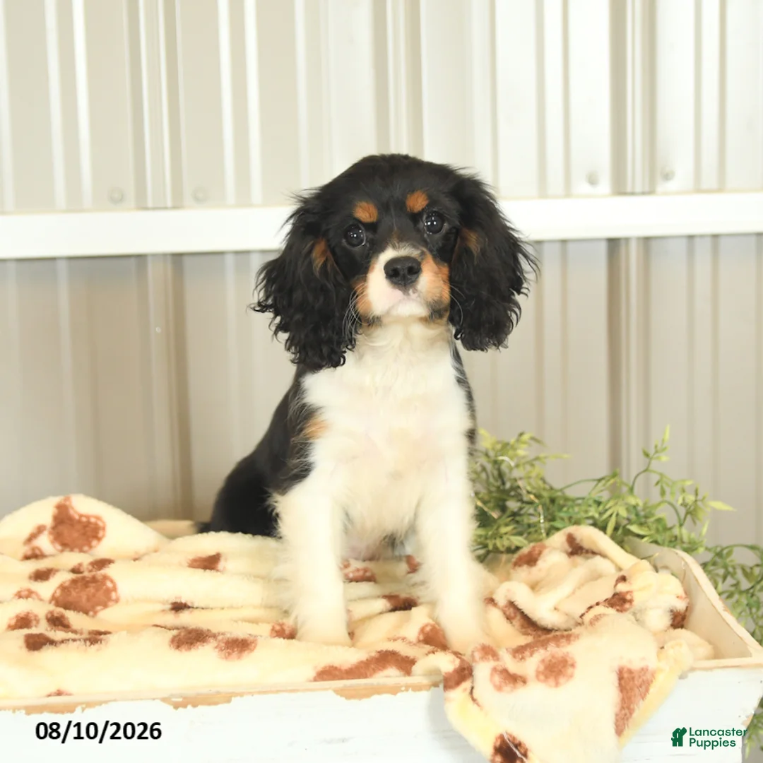 Cavalier King Charles Spaniel dogs for sale: Kira - Ad 2