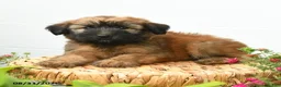 Soft Coated Wheaten Terrier dogs for sale: Chester - Ad 5