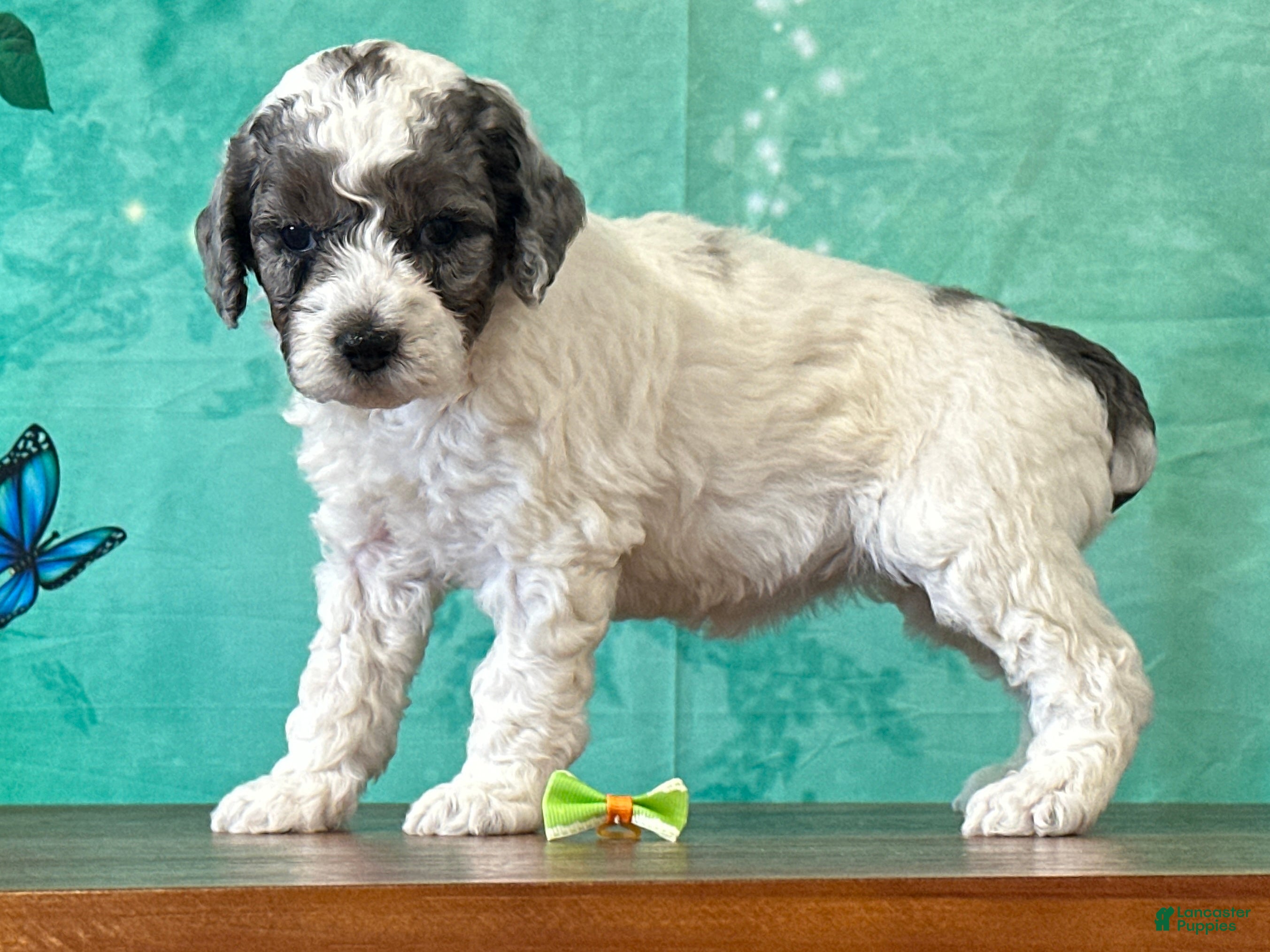 Miniature Poodle dogs Daisy - Ad 2