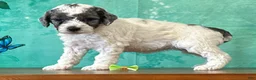 Miniature Poodle dogs for sale: Daisy - Ad 2