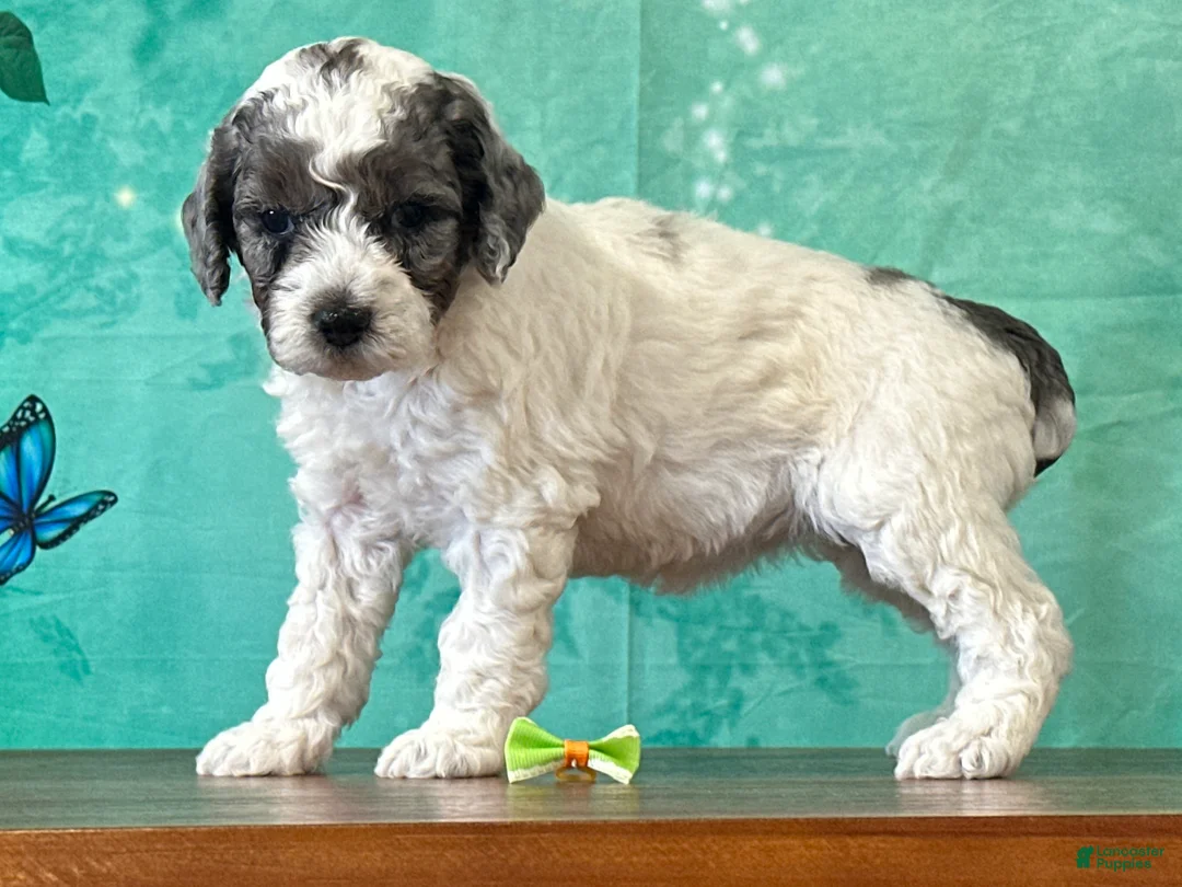 Miniature Poodle dogs for sale: Daisy - Ad 2