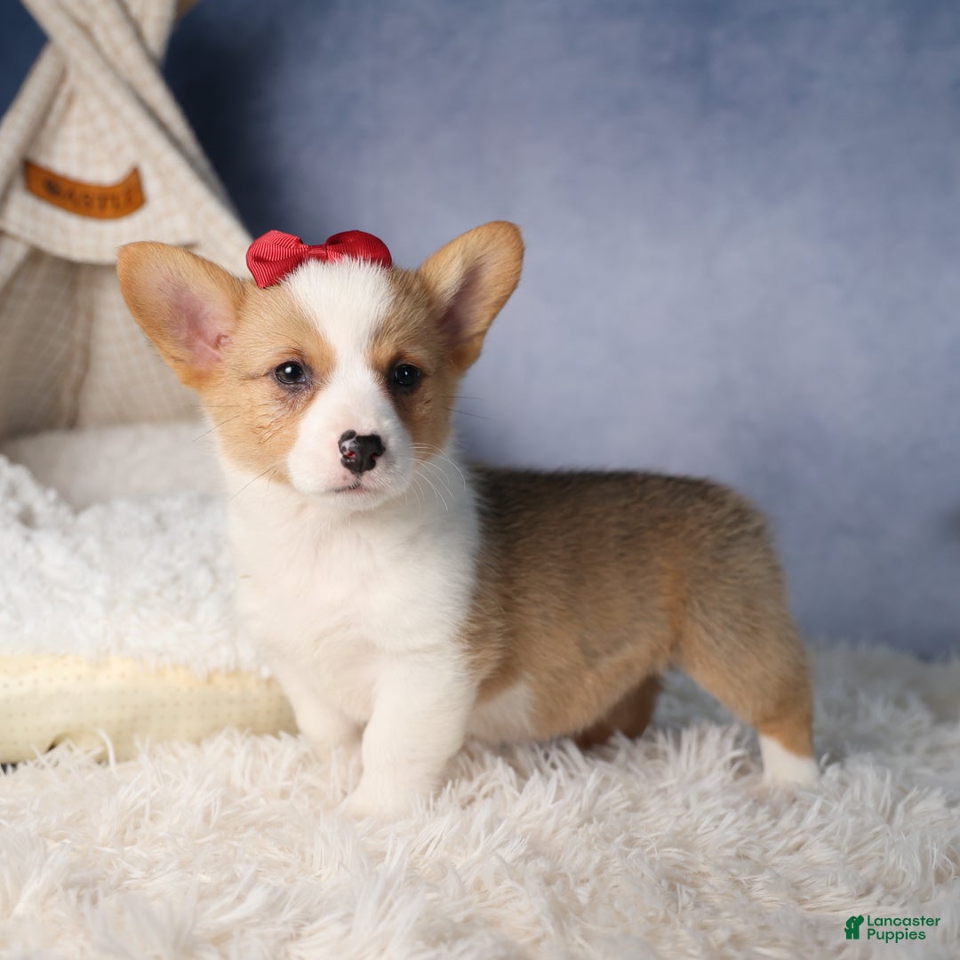 Welsh Corgi Pembroke dogs for sale: Dolly - Ad 10