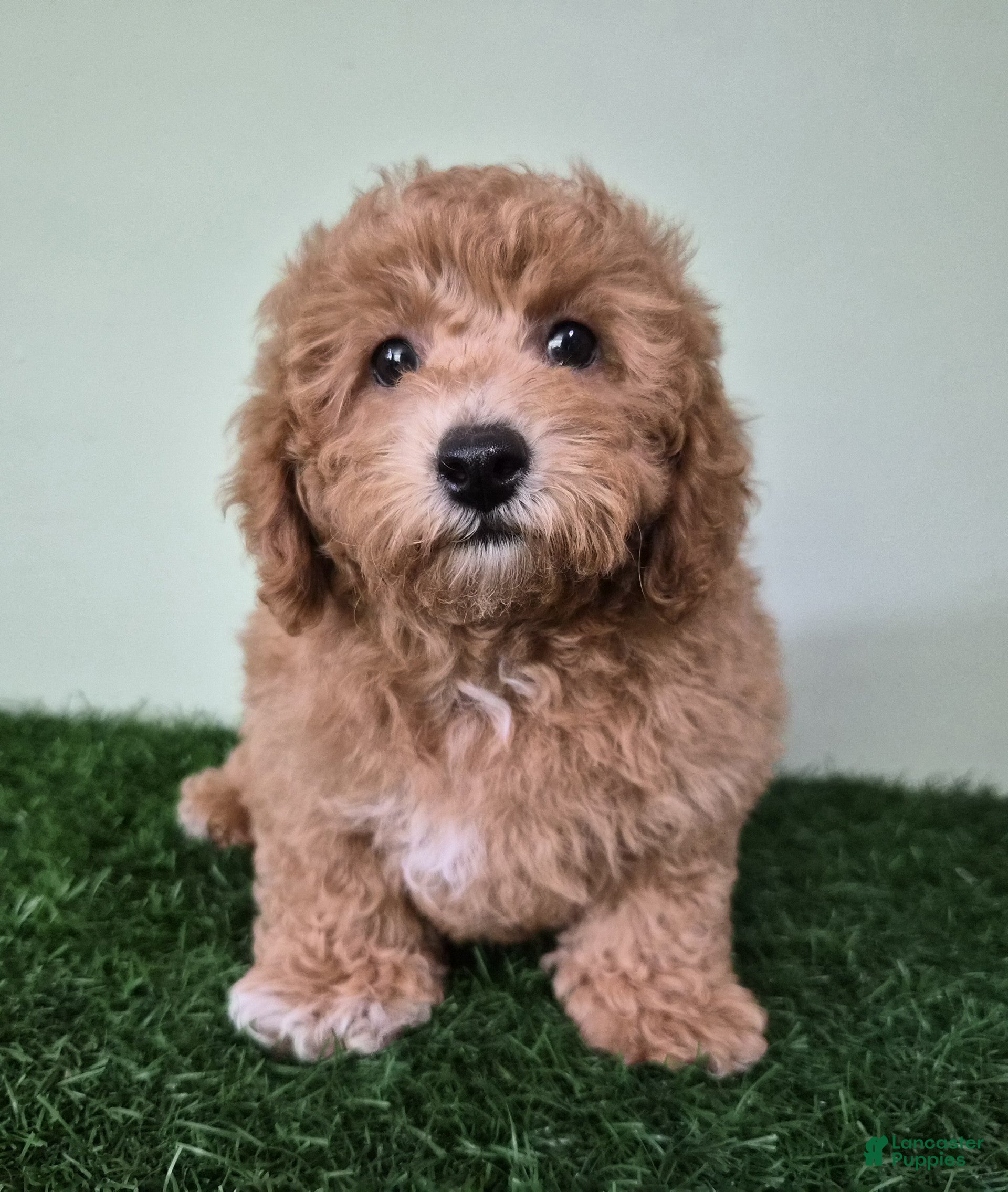 Miniature Poodle dogs Nova - Ad 2