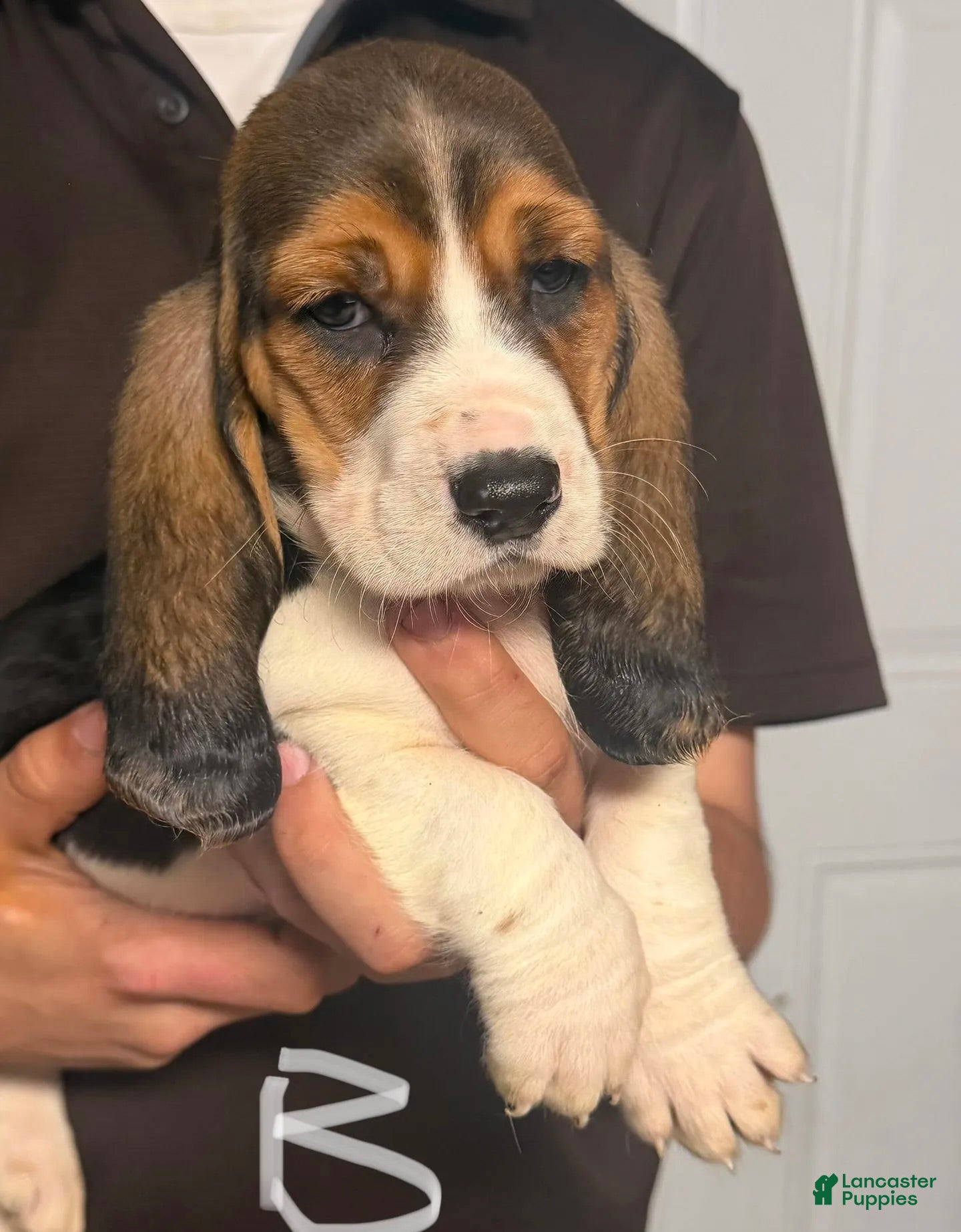 Basset Hound dogs for sale: Burno Boy - Ad 1