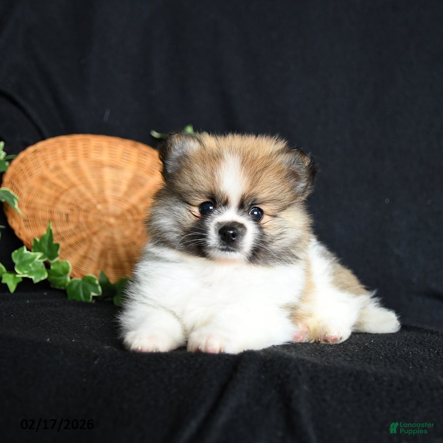 Pomeranian dogs Pouncer - Ad 2