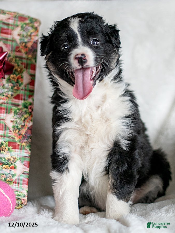 Mixed Breed dogs Singen - Ad 15