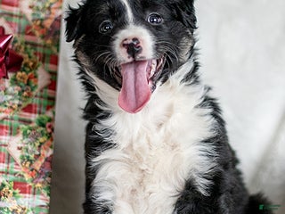 Mixed Breed dogs Singen - Ad 30