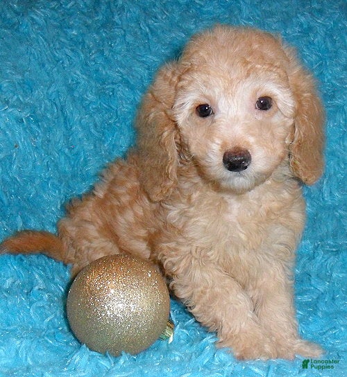Miniature Poodle dogs Ollie - Ad 11