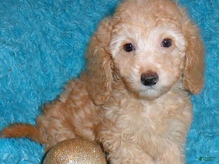 Miniature Poodle dogs Ollie - Ad 27