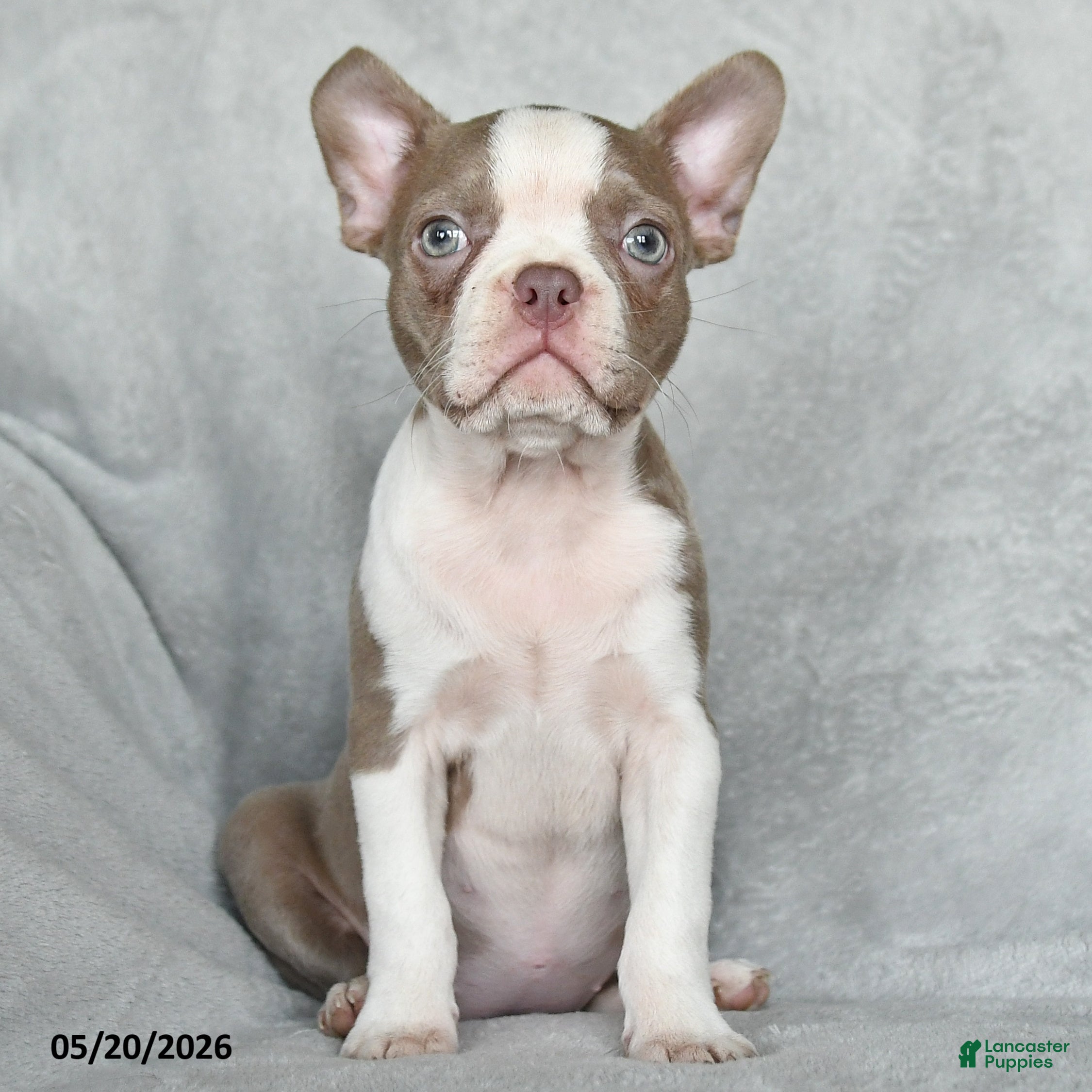 Boston Terrier dogs Tiffany - Ad 2