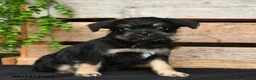 Mixed Breed dogs for sale: Bruno - Ad 2