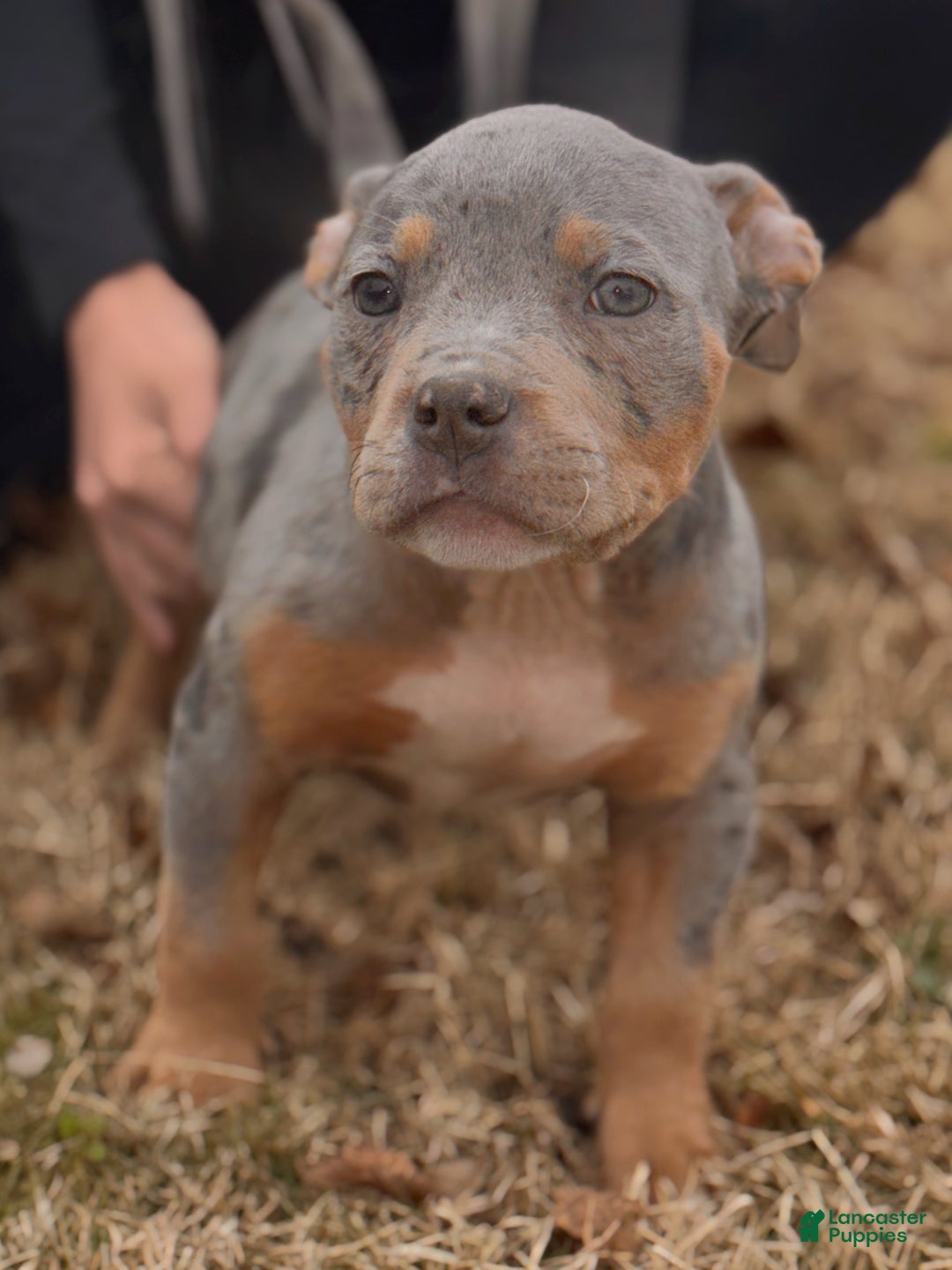 American Bully dogs for sale: Lala - Ad 3