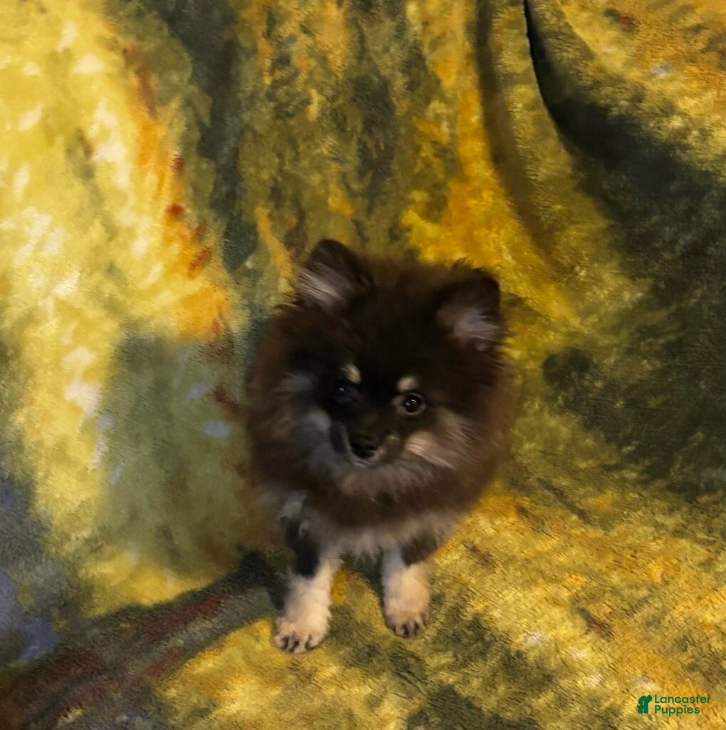 Pomeranian dogs Asher - Ad 12