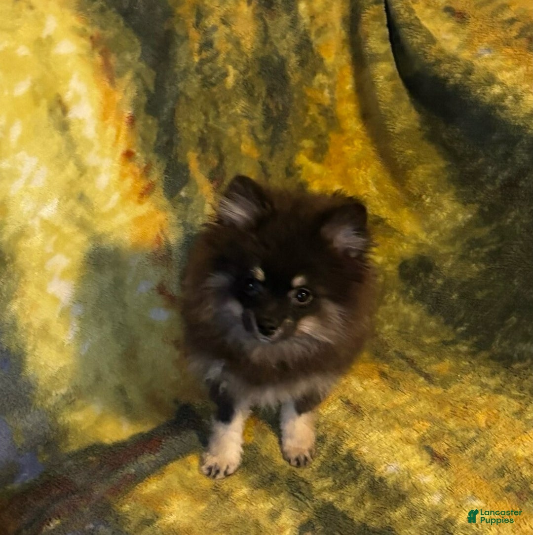 Pomeranian dogs for sale: Asher - Ad 1