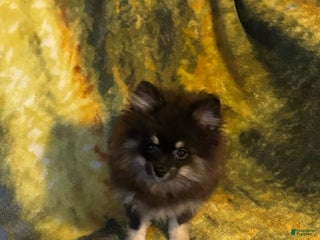 Pomeranian dogs Asher - Ad 16