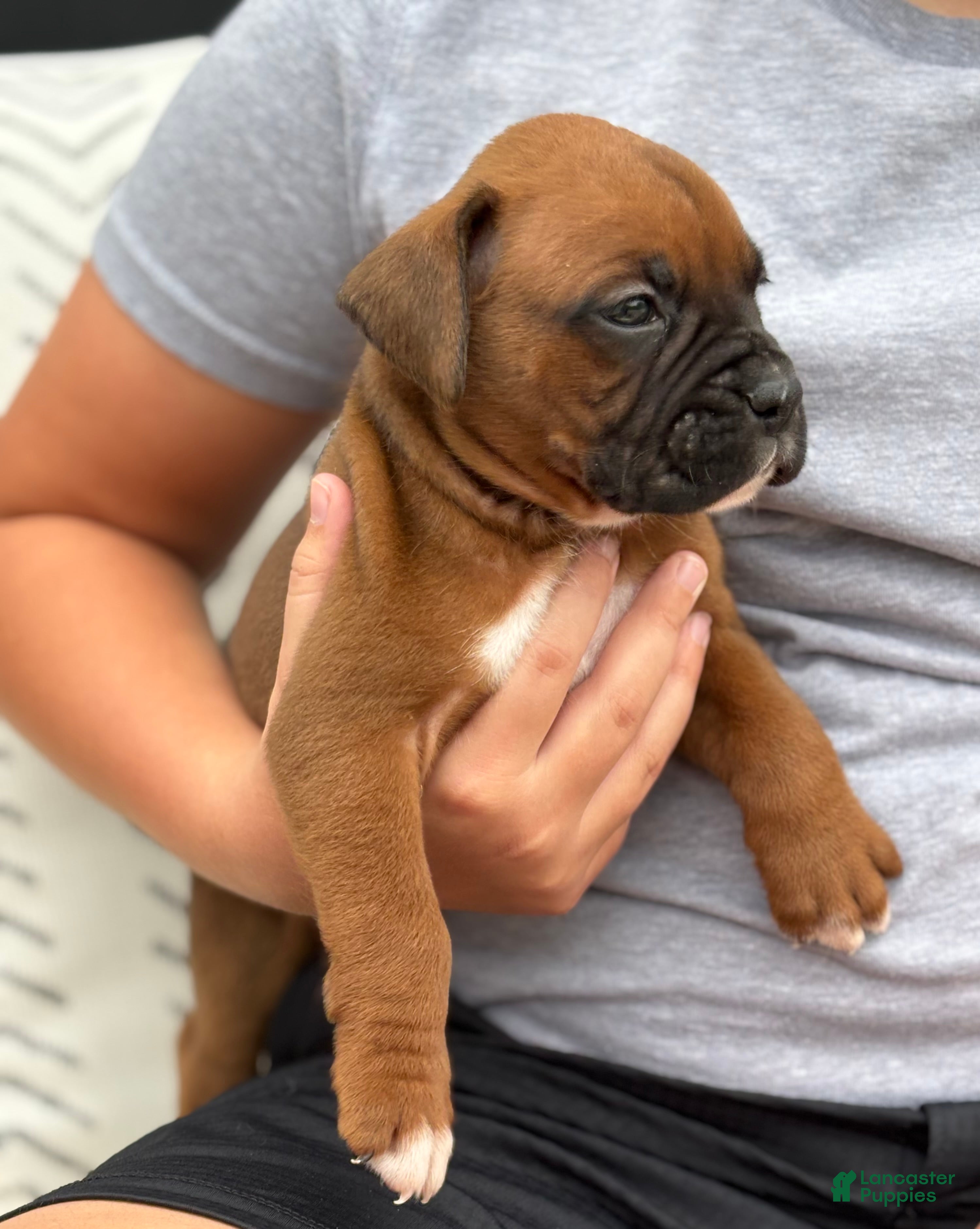 Boxer dogs Remi - Ad 2