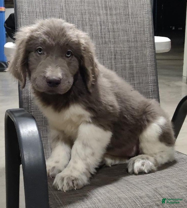 Newfoundland dogs Rose - Ad 34