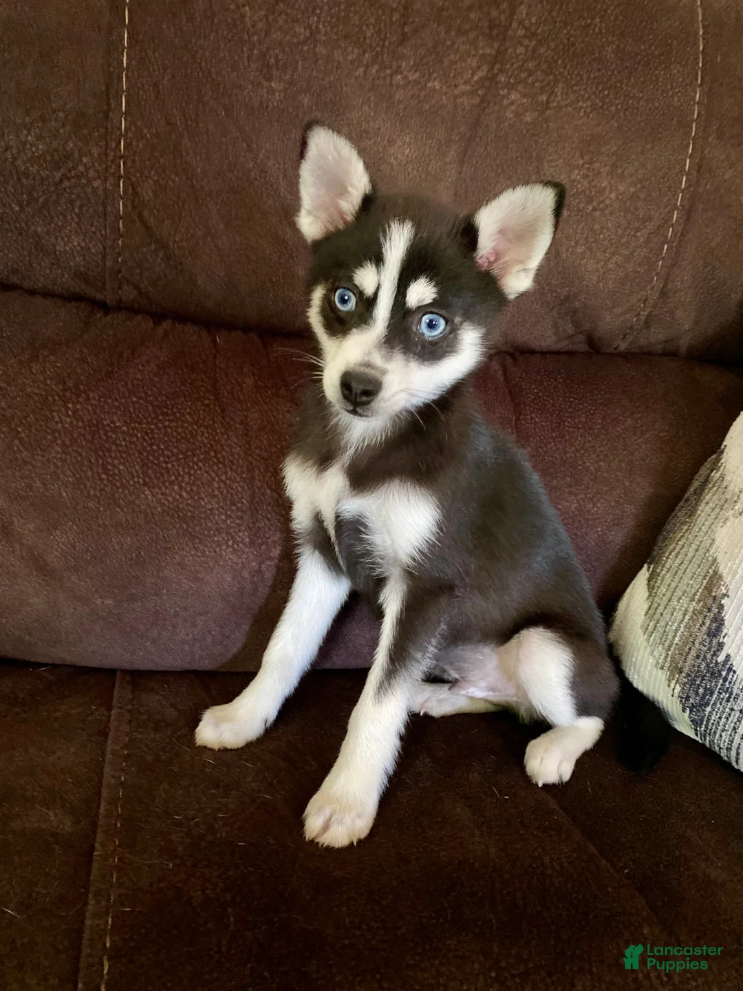 Pomsky dogs for sale: Nemo - Ad 2
