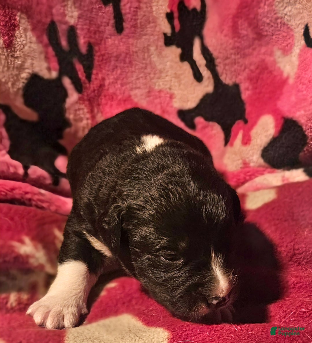 Border Collie dogs for sale: Ice - Ad 1