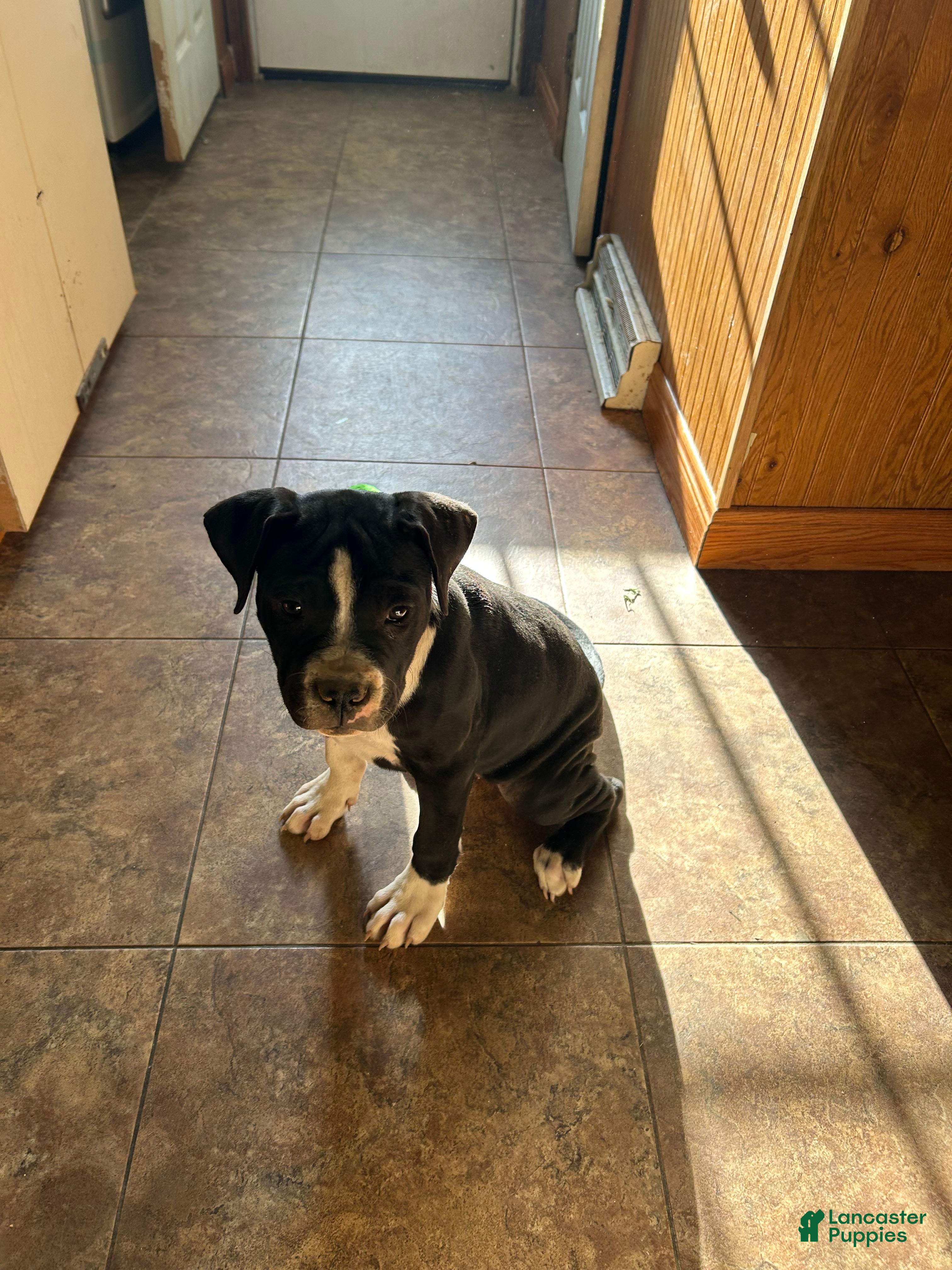 American Pit Bull Terrier dogs Gatti - Ad 25