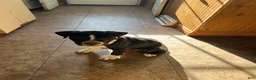 American Pit Bull Terrier dogs for sale: Gatti - Ad 1