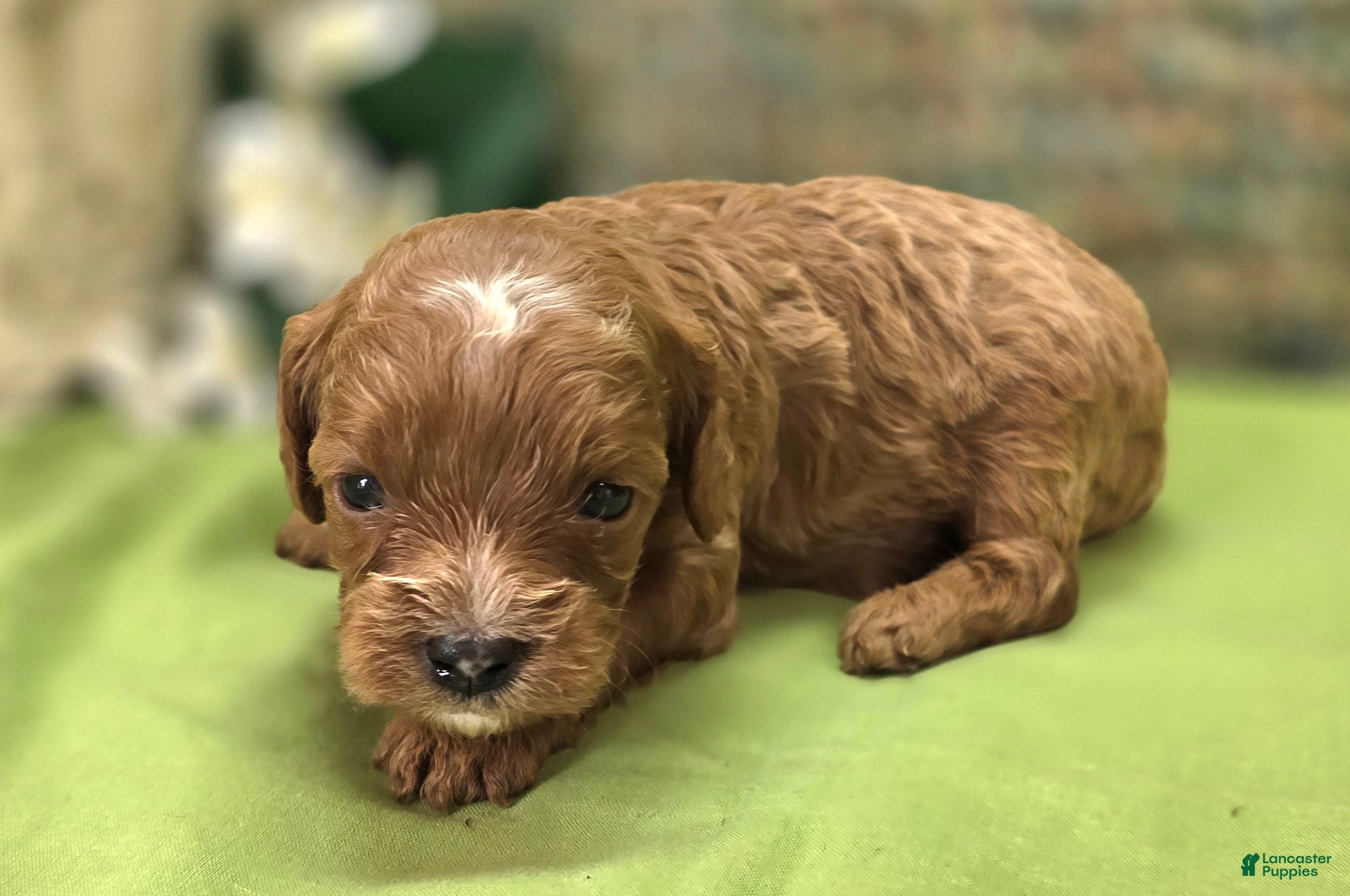 Cavapoo dogs Rollypolly - Ad 29